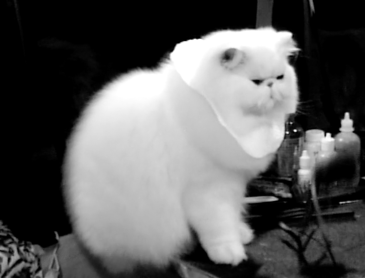 The First Cat Obstacle Course, New Jersey